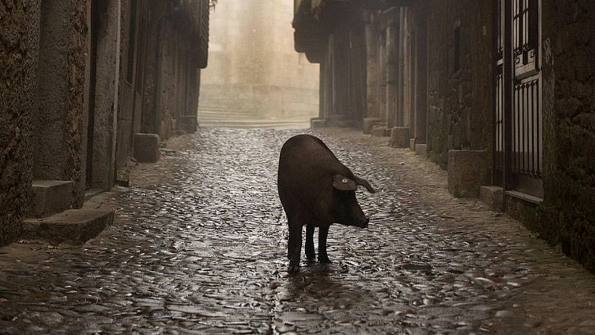 Ein iberisches Schwein läuft steht in einer einsamen, dunklen Dorfgasse.