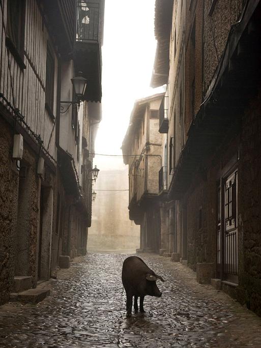 Ein iberisches Schwein läuft steht in einer einsamen, dunklen Dorfgasse.