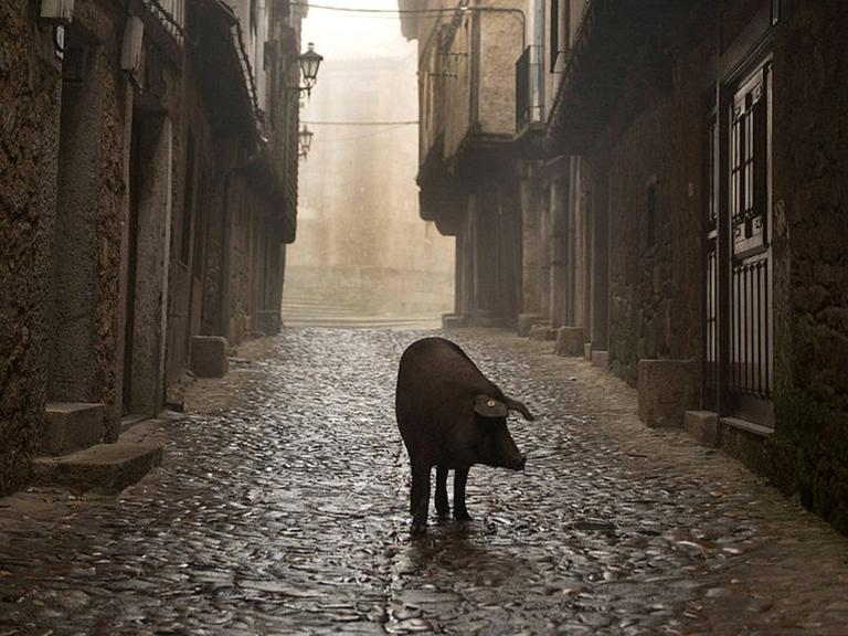 Ein iberisches Schwein läuft steht in einer einsamen, dunklen Dorfgasse.