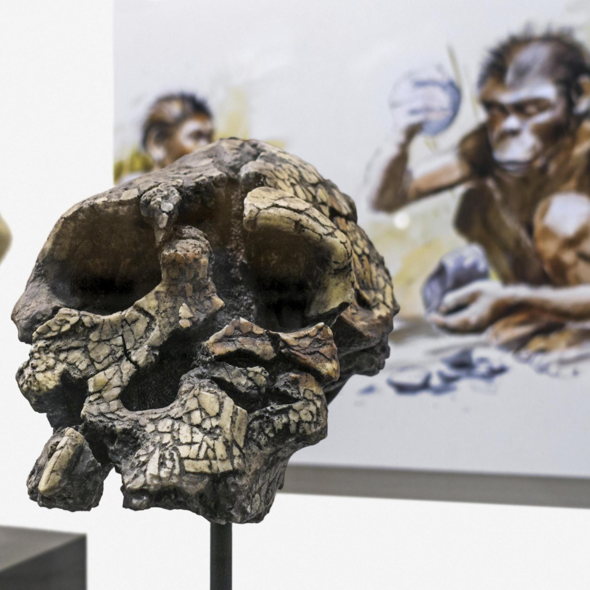 Urgeschichte - Der Schädel von Toumaï soll sieben Millionen Jahre alt sein