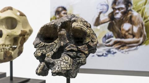 Die Nachbildung eines Schädels aus der Urgeschichte der Menschheit