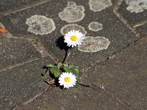 Gänseblümchen wachsen in einer Fuge auf der Straße.