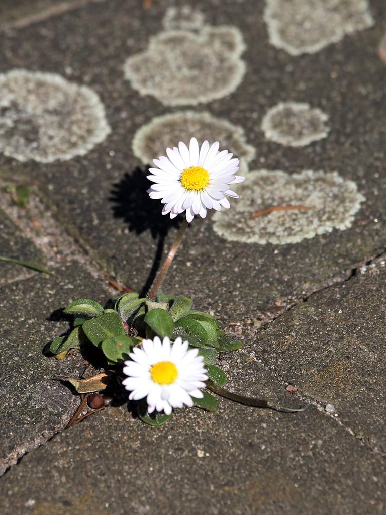 Gänseblümchen wachsen in einer Fuge auf der Straße.