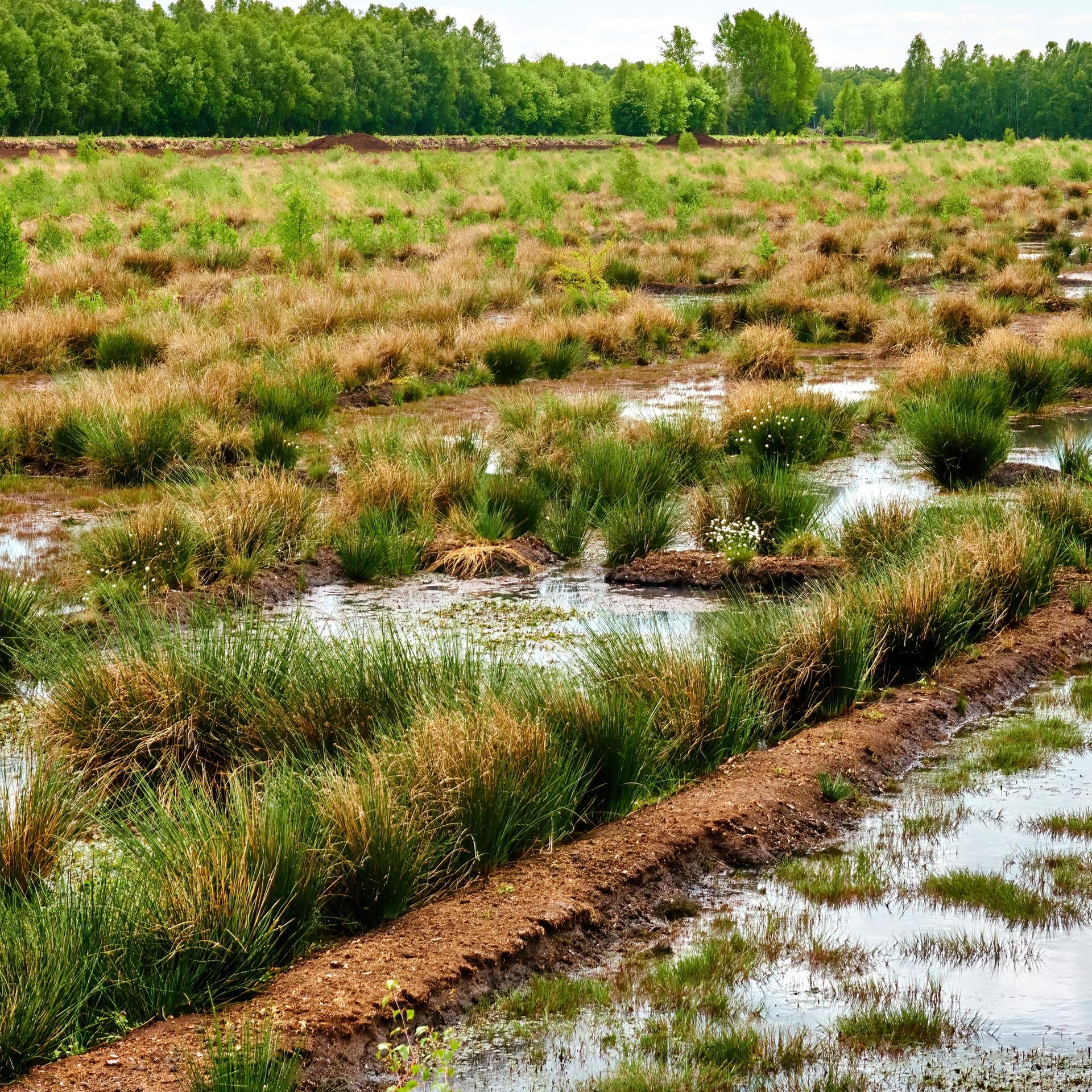 Moor muss nass - Warum ein wichtiges Klimaziel noch immer verfehlt wird