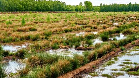 Wassergefüllte Gräben in einem Moor in dem auch Torf gestochen wurde/wird.