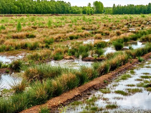 Wassergefüllte Gräben in einem Moor in dem auch Torf gestochen wurde/wird. Wassergefüllte Gräben in einem Moor in dem auch Torf gestochen wurde/wird.