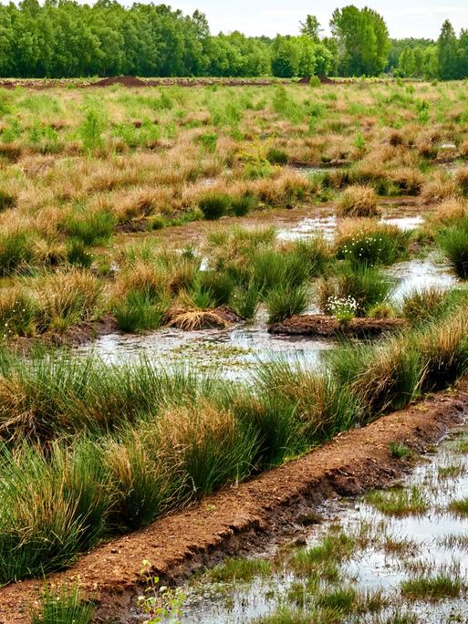 Wassergefüllte Gräben in einem Moor in dem auch Torf gestochen wurde/wird. Wassergefüllte Gräben in einem Moor in dem auch Torf gestochen wurde/wird.