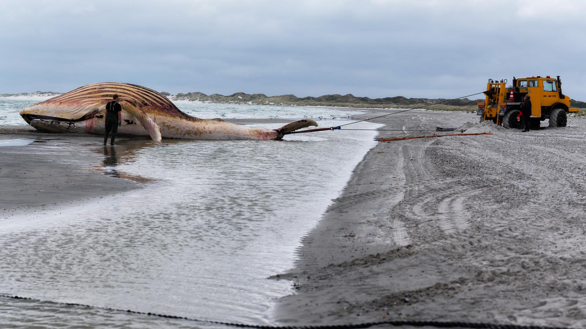 Blick vom Meeresrand aus: Der aufgeblähte Kadaver ist noch im Wasser, vor ihm steht eine Person. Ein orangefarbenes Baufahrzeug zieht ihn an den Strand. Blick vom Meeresrand aus: Der aufgeblähte Kadaver ist noch im Wasser, vor ihm steht eine Person. Ein orangefarbenes Baufahrzeug zieht ihn an den Strand.