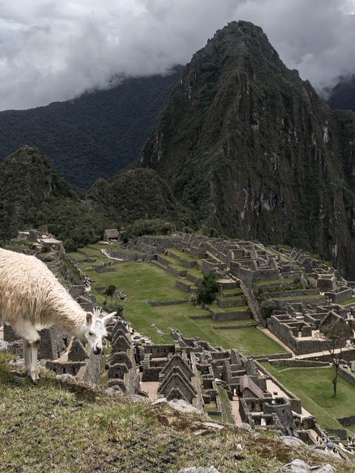 Gesamtansicht der alten Inka-Ruinen von Machu Picchu im Urubamba-Tal, nördlich der Andenstadt Cusco in Peru. Auf dem Berg grasst ein Lama.