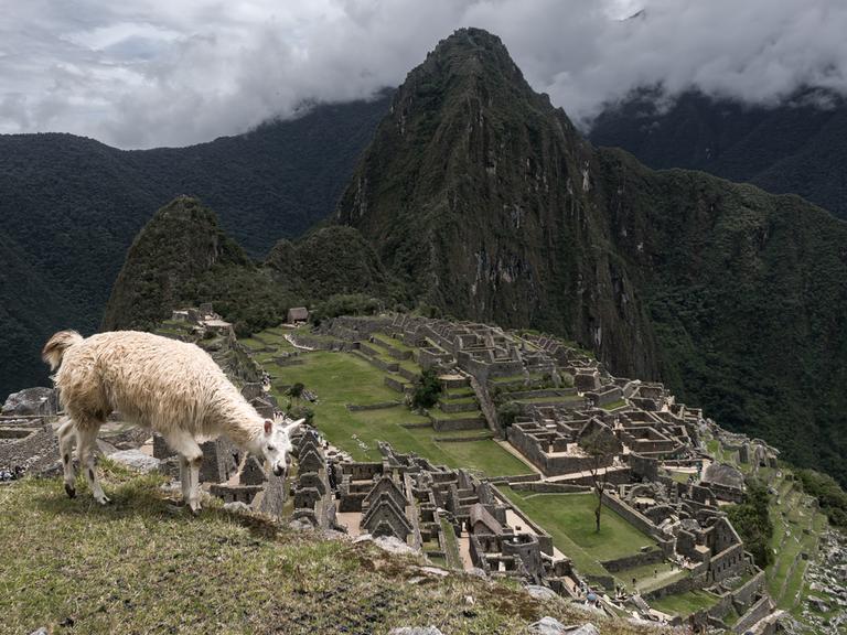 Gesamtansicht der alten Inka-Ruinen von Machu Picchu im Urubamba-Tal, nördlich der Andenstadt Cusco in Peru. Auf dem Berg grasst ein Lama.