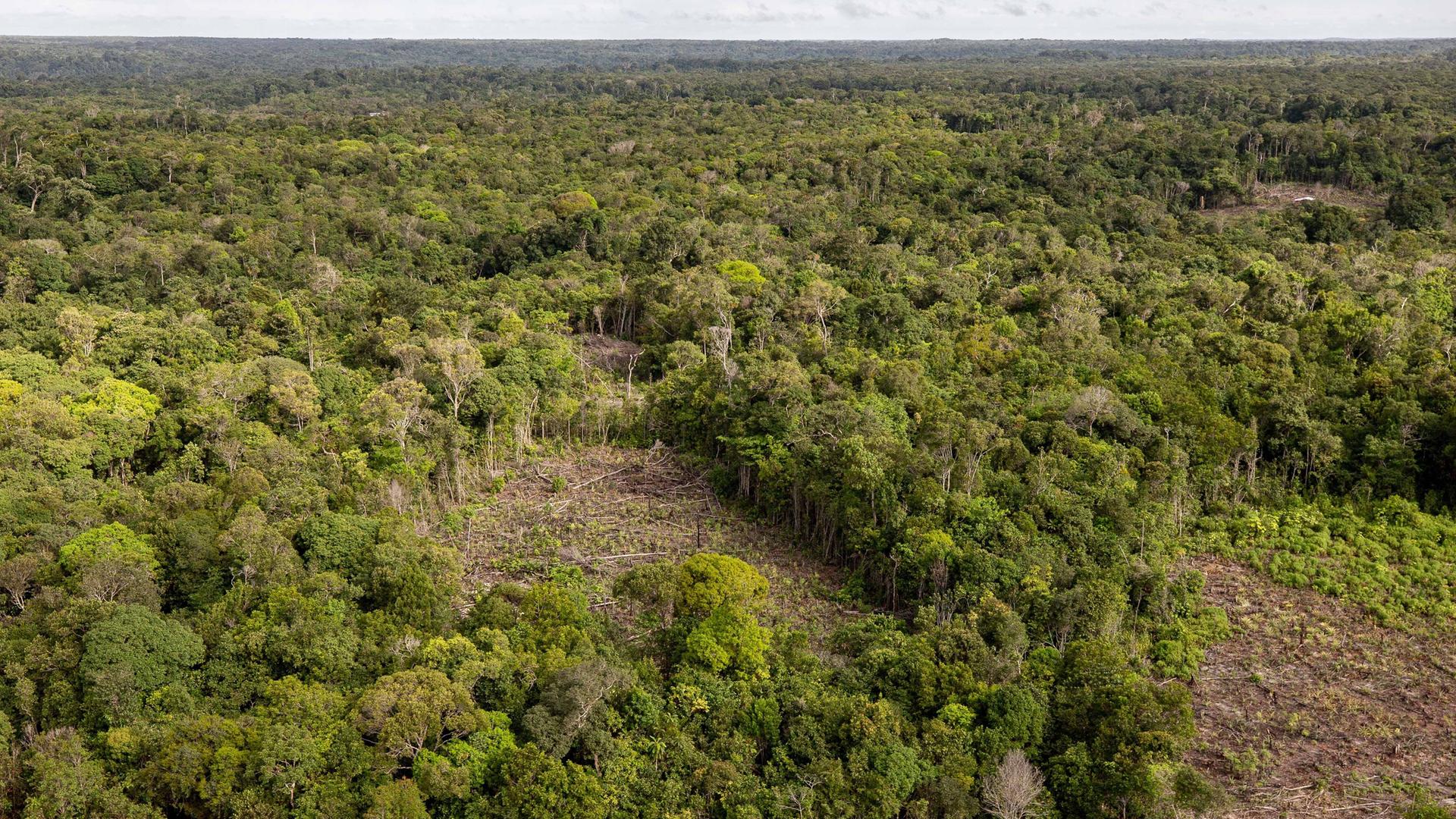 Illegale Abholzung im Amazonas Regenwald in Brazilien