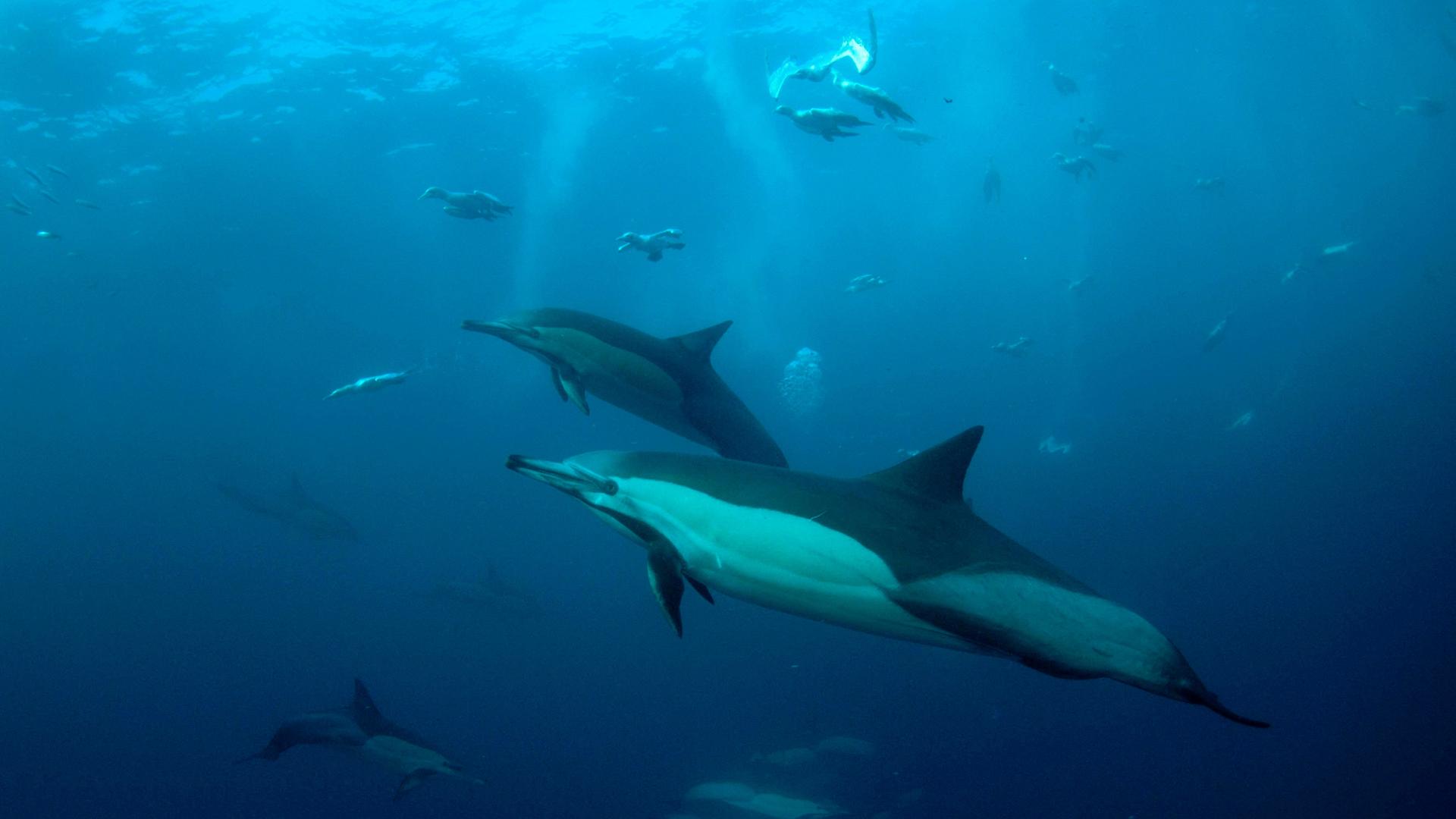 Langschnäuzige Delfine unter Wasser Langschnäuzige Delfine unter Wasser