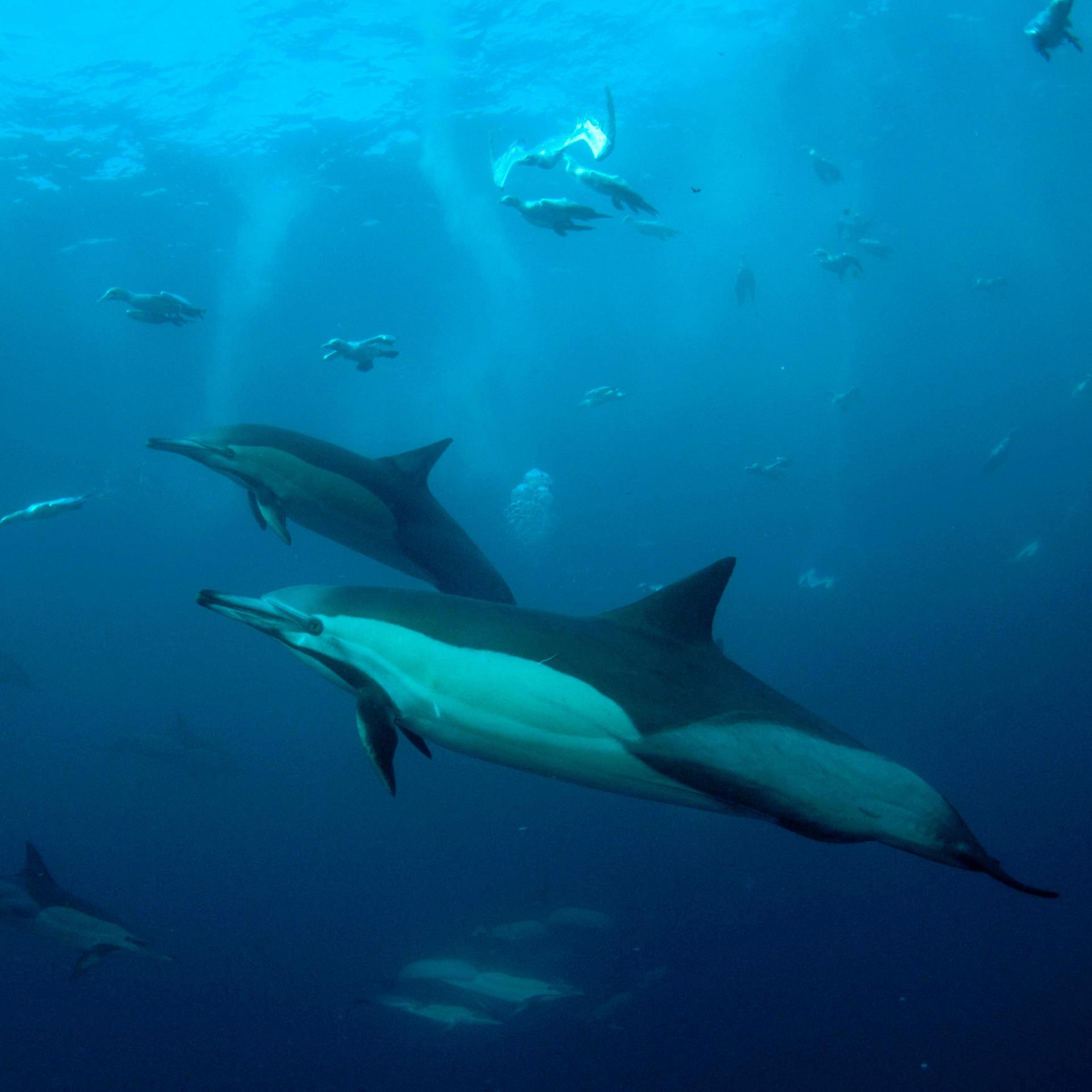 US-Kongress - Schutz für Meeressäugetiere ist in Gefahr US-Kongress - Schutz für Meeressäugetiere ist in Gefahr