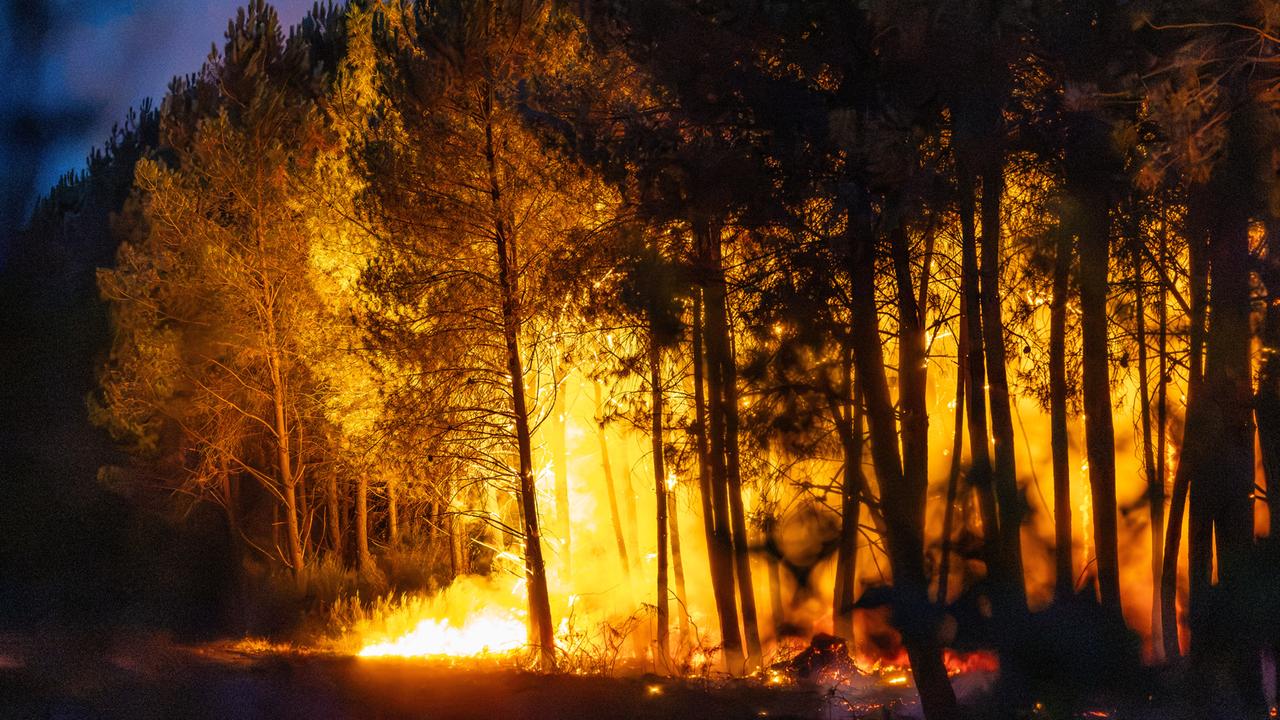 Flammen schlagen in einem Wald hoch.