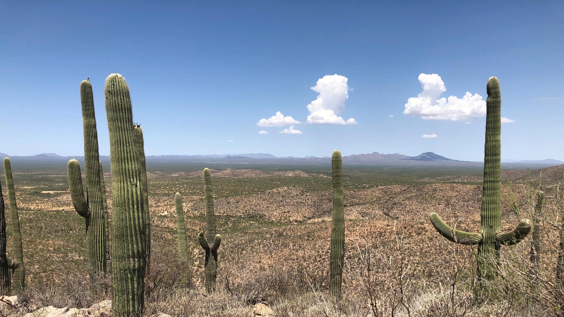 Kakteen stehen in der Wüste Arizonas