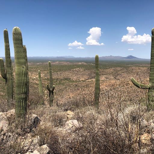 Kakteen stehen in der Wüste Arizonas