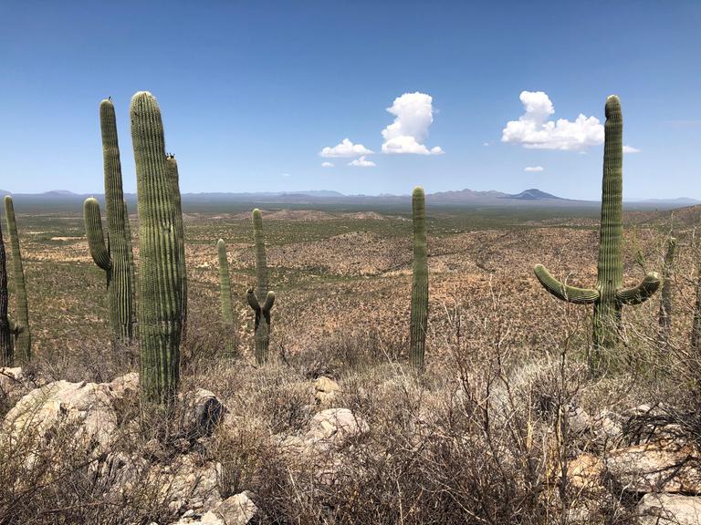 Kakteen stehen in der Wüste Arizonas