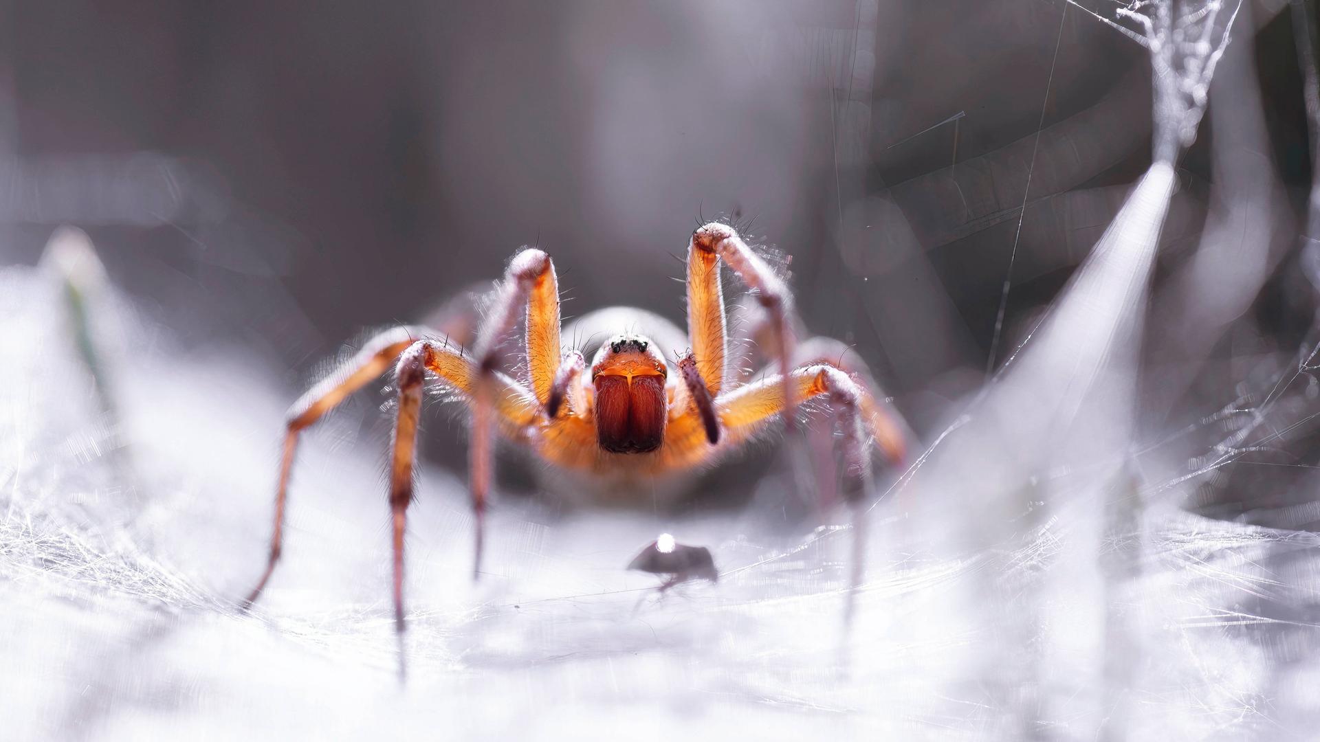 Labyrinthspinne (Agelena labyrinthica) in ihrem Netz