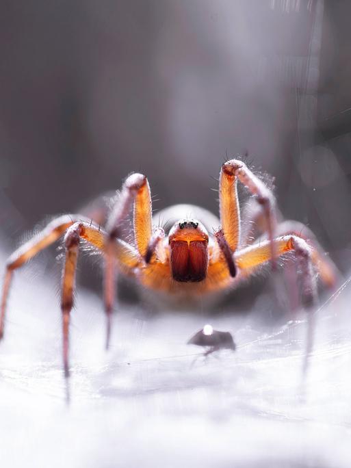 Labyrinthspinne (Agelena labyrinthica) in ihrem Netz