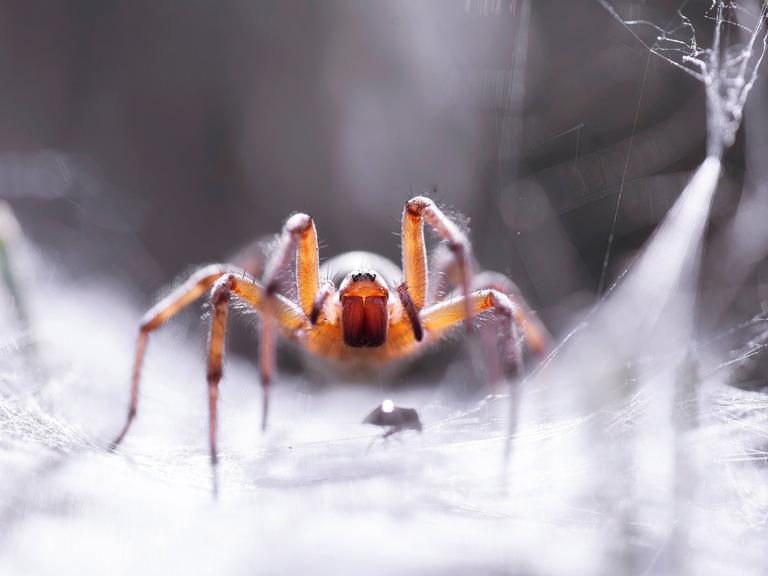 Labyrinthspinne (Agelena labyrinthica) in ihrem Netz