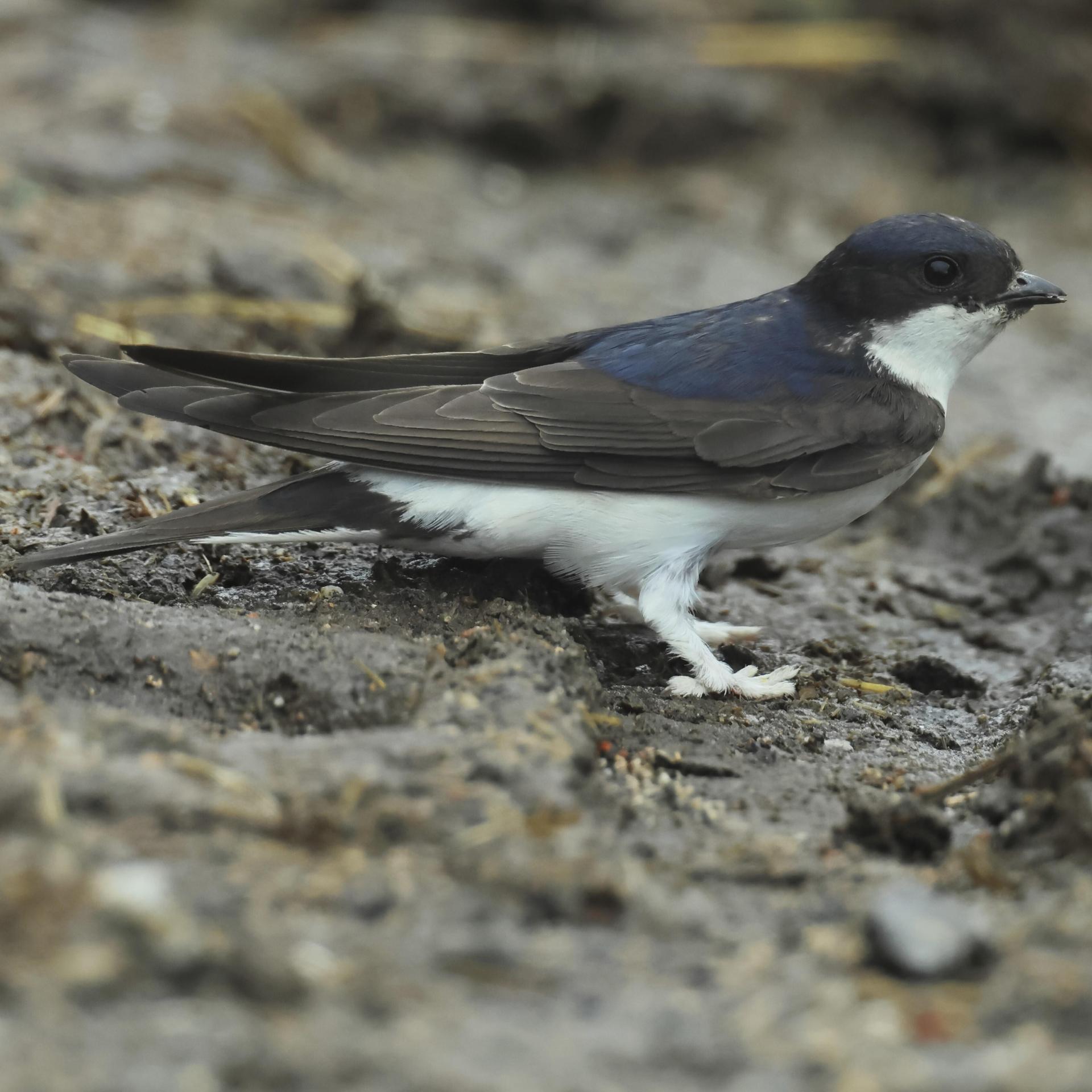 Mehlschwalbe ist Vogel des Jahres 2027