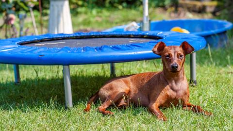 Ein kleiner Pinscher-Hund sitzt im Gras vor einem Trampolin.