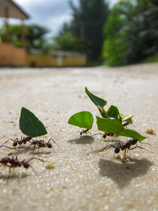 Ameisen schleppen große grüne Blätter über einen Feldweg.