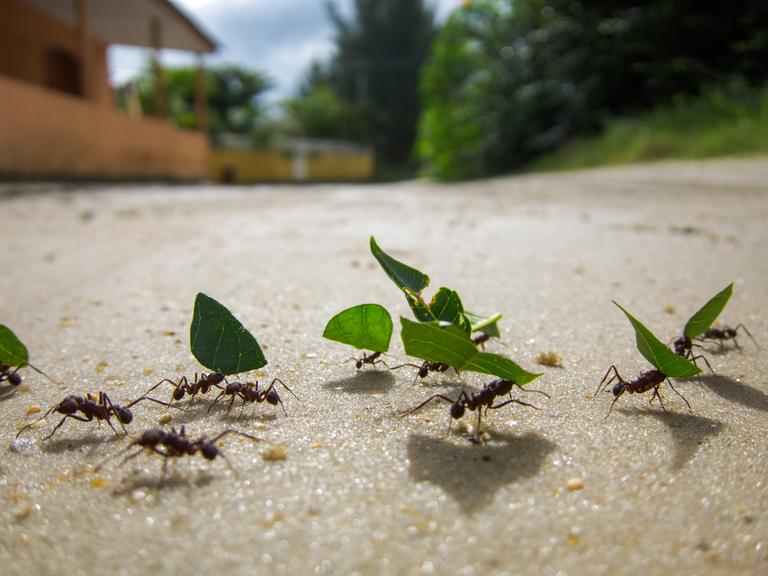 Ameisen schleppen große grüne Blätter über einen Feldweg.