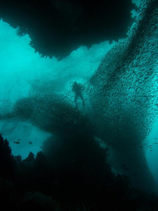 Unterwasserwelt: viele, viele Fische und Unterwasser-Pflanzen und ein einsamer Taucher.