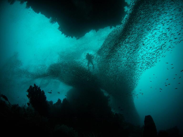 Unterwasserwelt: viele, viele Fische und Unterwasser-Pflanzen und ein einsamer Taucher.