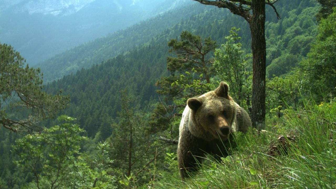 Ein Bär läuft durch ein hügeliges bewaldetes Gebiet.