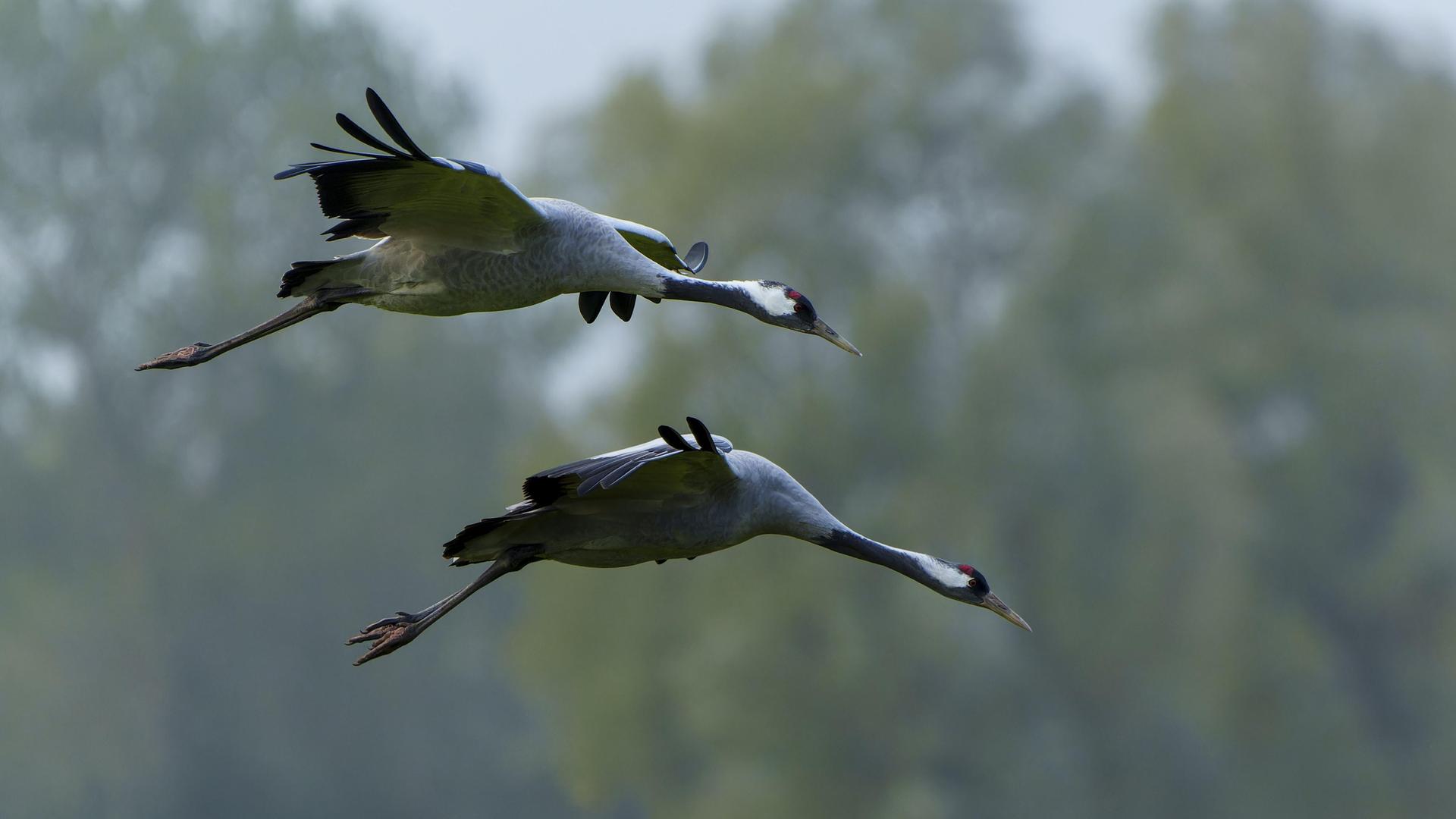 Zwei Kraniche fliegen im Nationalpark Vorpommersche Boddenlandschaft in Mecklenburg-Vorpommern, nah über Bäumen