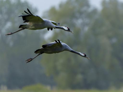Zwei Kraniche fliegen im Nationalpark Vorpommersche Boddenlandschaft in Mecklenburg-Vorpommern, nah über Bäumen