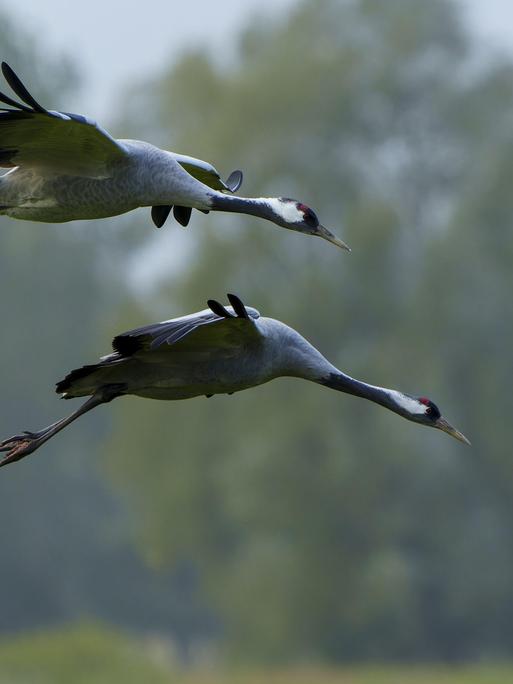 Zwei Kraniche fliegen im Nationalpark Vorpommersche Boddenlandschaft in Mecklenburg-Vorpommern, nah über Bäumen