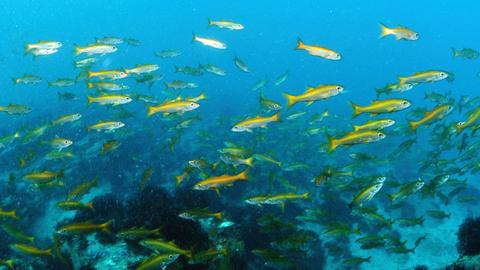 Ein Schwarm gelber fische schwimmt im Meer