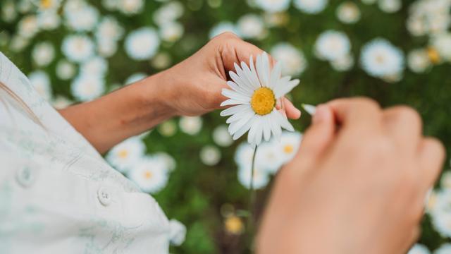 Hände einer Frau, die einer Blume die Blüten ausreißt.