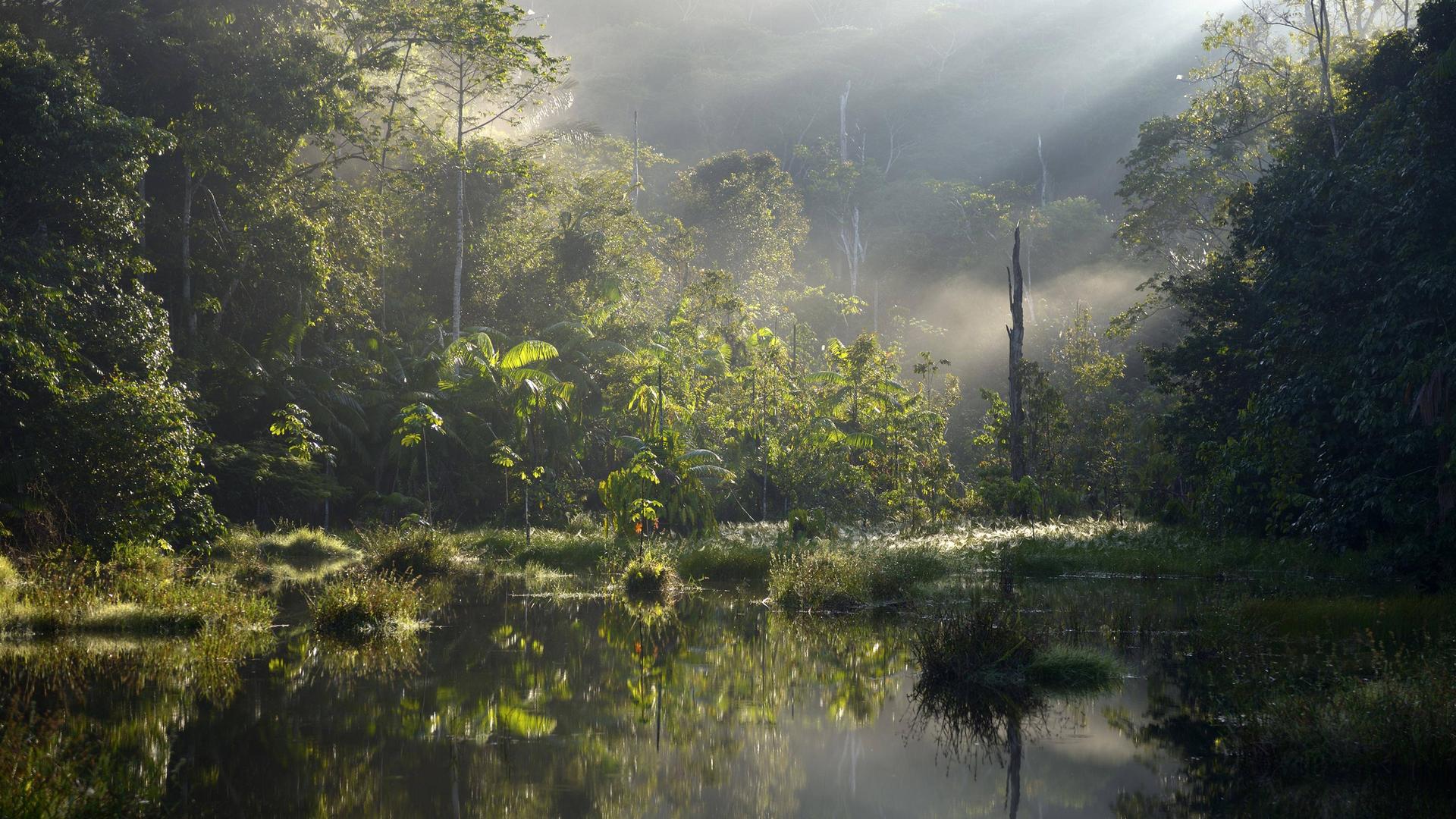 Das Foto zeigt einen kleinen See im Amazonas-Regen-Wald.