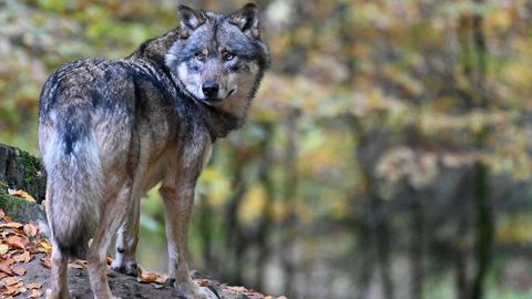 Ein Wolf steht im Wald auf einer Erhebung und schaut über seinen Rücken hinweg nach hinten.