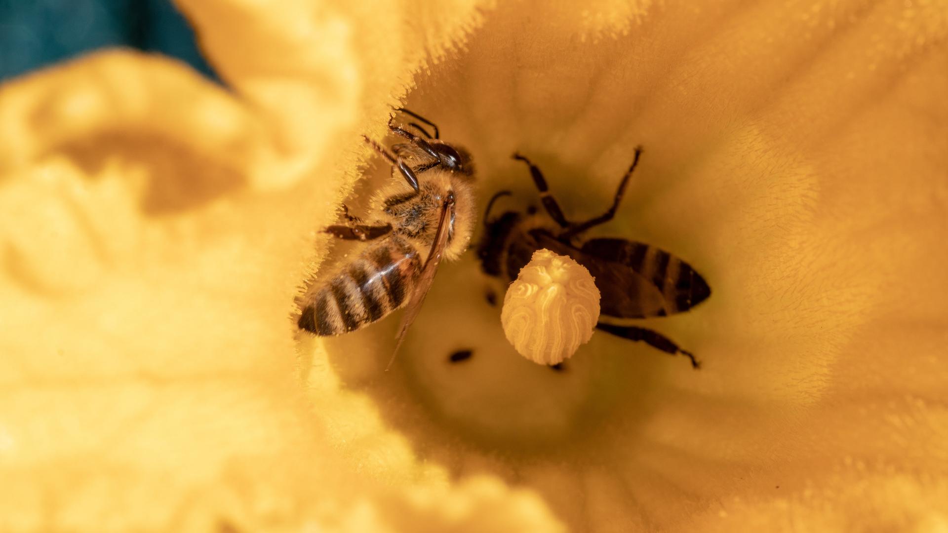 Nahaufnahme einer Biene bei der Bestäubung einer gelben Blüte einer jungen, biologisch angebauten Zucchinipflanze im Gemüsegarten.