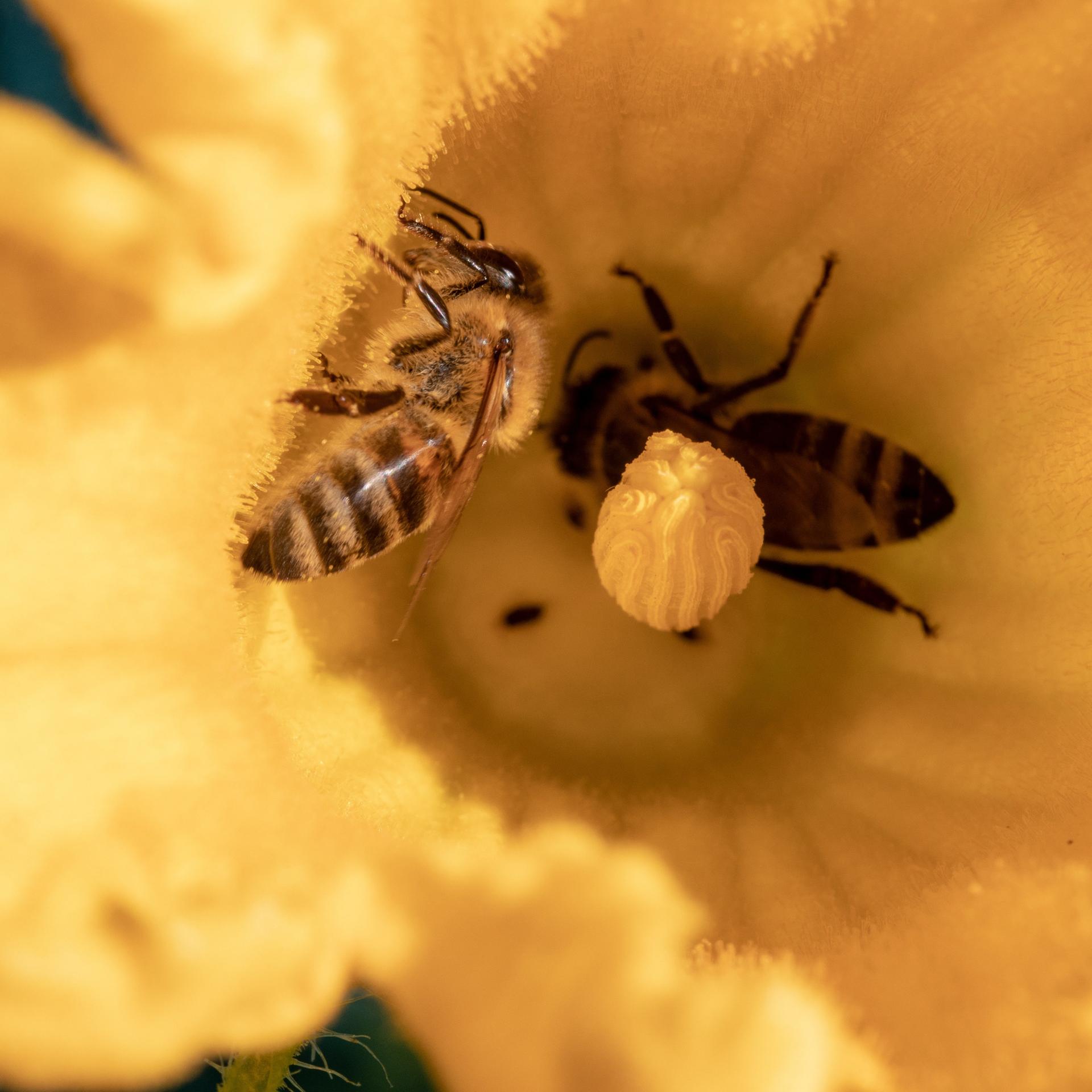 Nahaufnahme einer Biene bei der Bestäubung einer gelben Blüte einer jungen, biologisch angebauten Zucchinipflanze im Gemüsegarten.
