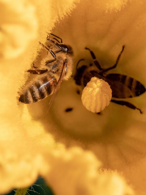 Nahaufnahme einer Biene bei der Bestäubung einer gelben Blüte einer jungen, biologisch angebauten Zucchinipflanze im Gemüsegarten.