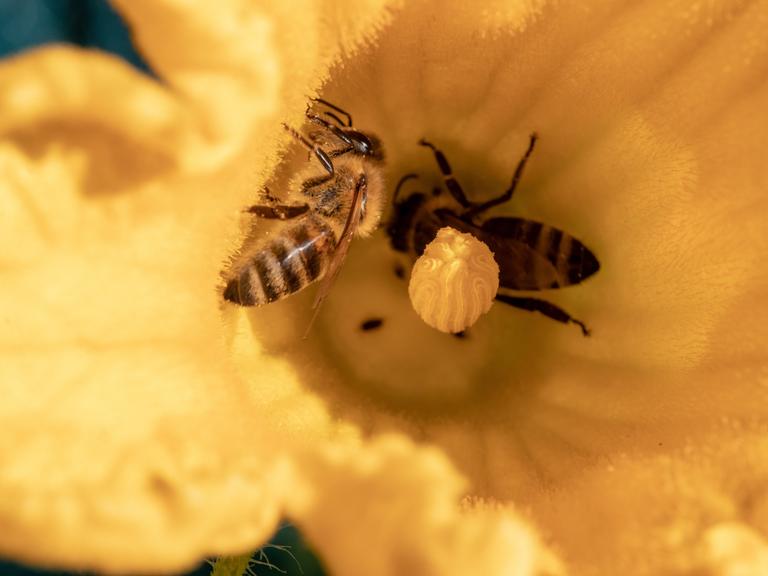 Nahaufnahme einer Biene bei der Bestäubung einer gelben Blüte einer jungen, biologisch angebauten Zucchinipflanze im Gemüsegarten.