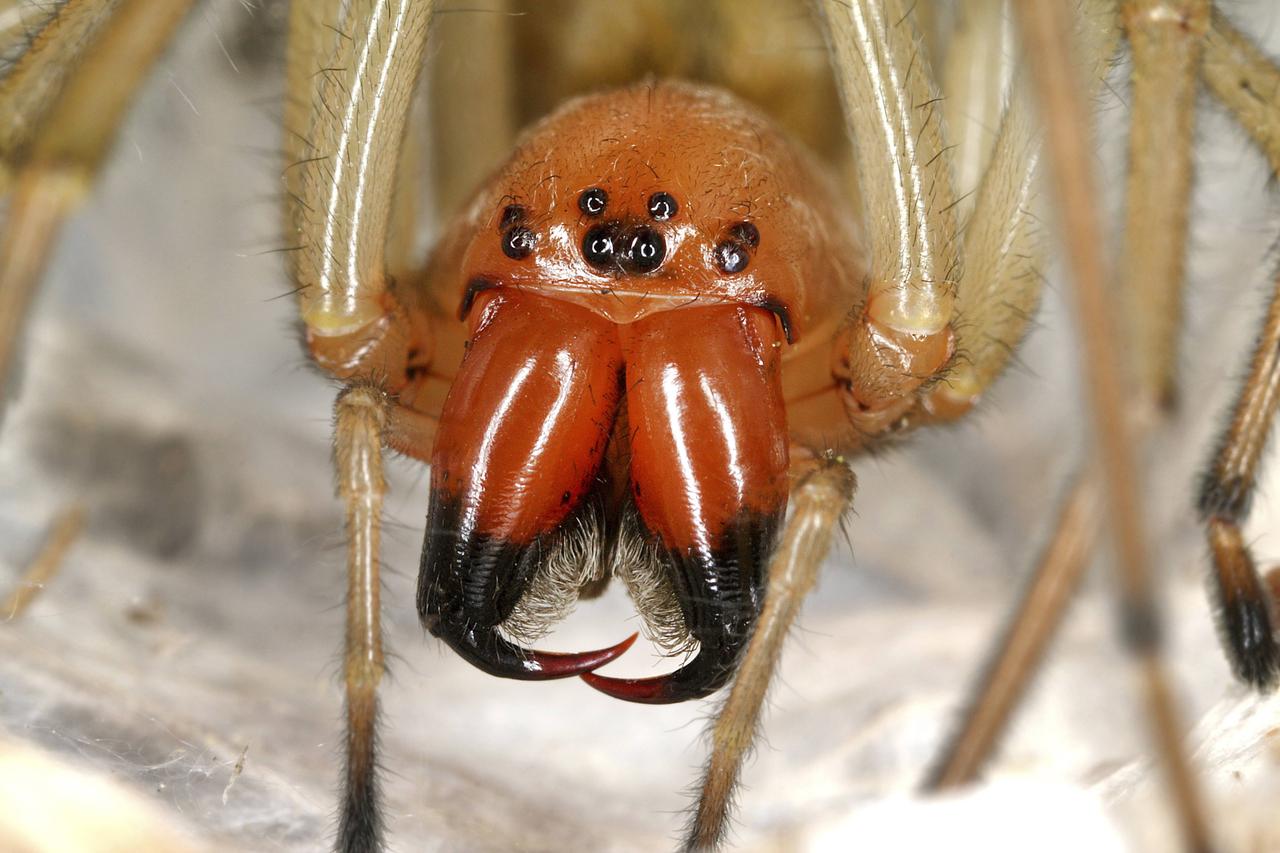 Nahaufnahme einer Spinne: Ammen-Dornfinger. Zu sehen ist ein großer rötlicher Kopf mit mehreren Augen und großen Greifwerkzeugen. Außerdem lange eher beige-weiße Spinnenbeine.
