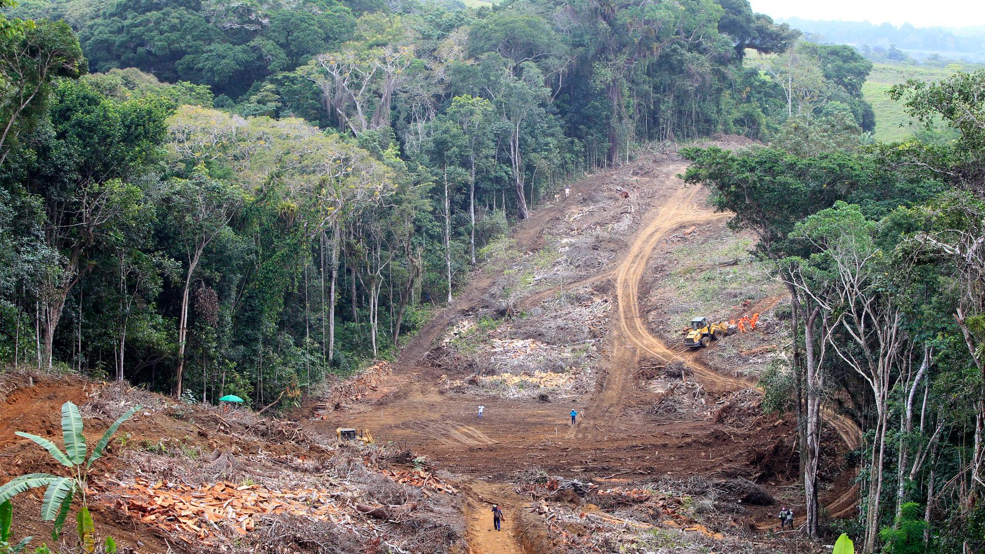 Abgeholzte Fläche im brasilianischen Regenwald