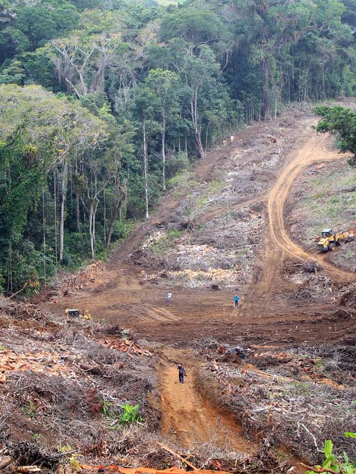 Abgeholzte Fläche im brasilianischen Regenwald