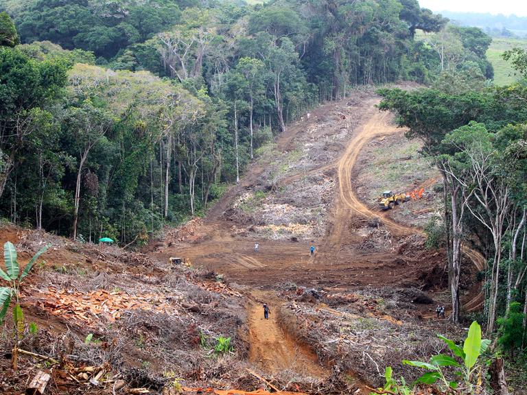 Abgeholzte Fläche im brasilianischen Regenwald