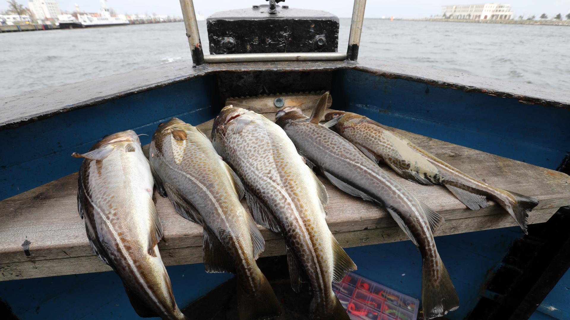 Überfischung, Überdüngung und Überhitzung der Ostsee