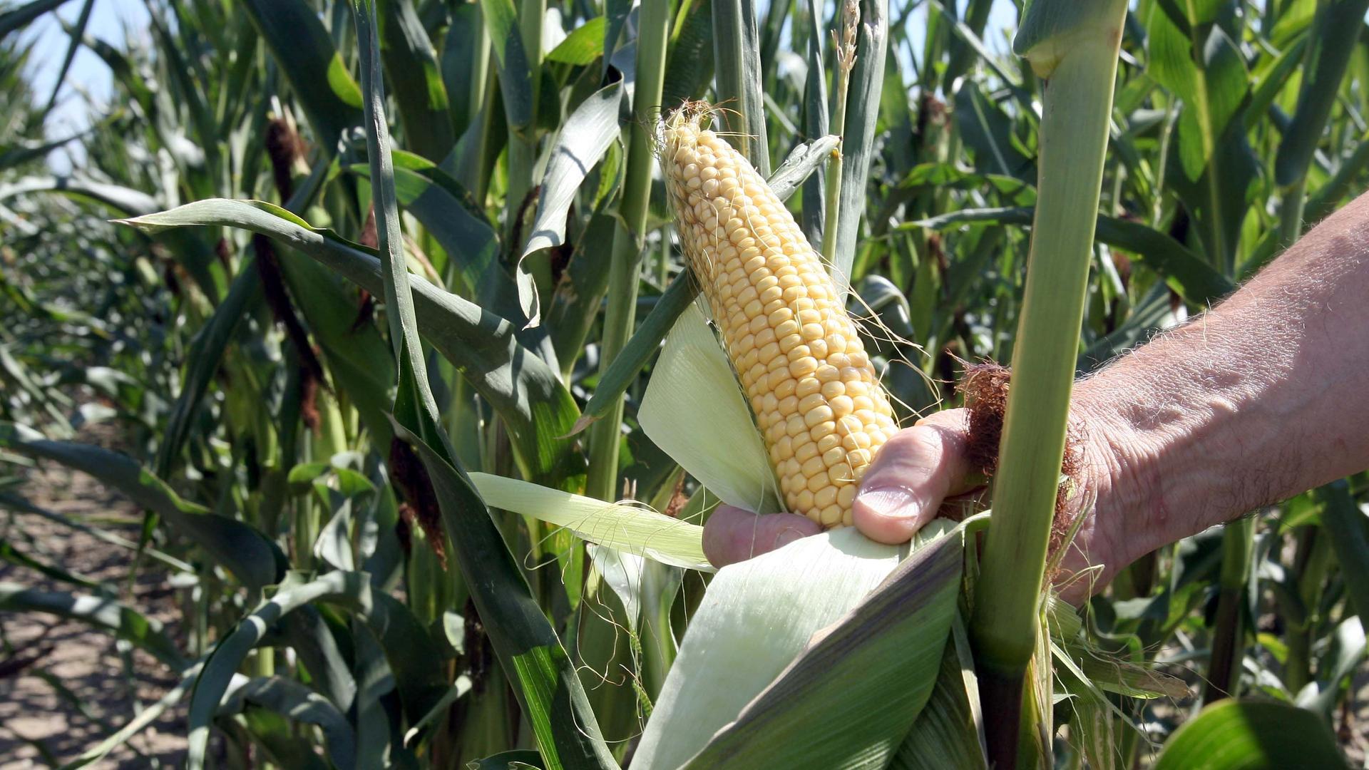 Baden-Württemberg, Forchheim: Eine Hand hält in einem Versuchsfeld des Landwirtschaftlichem Technologiezentrum Augustenberg bei Forchheim (Baden-Württemberg) einen Maiskolben einer gentechnisch veränderten Maispflanze. Baden-Württemberg, Forchheim: Eine Hand hält in einem Versuchsfeld des Landwirtschaftlichem Technologiezentrum Augustenberg bei Forchheim (Baden-Württemberg) einen Maiskolben einer gentechnisch veränderten Maispflanze.