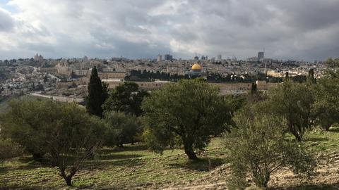 Aus einem Garten mit Olivenbäumen reicht der Blick weit über die Dächer der Stadt Jerusalem. In der Mitte ist die goldene Kuppel des Felsendoms zu sehen.