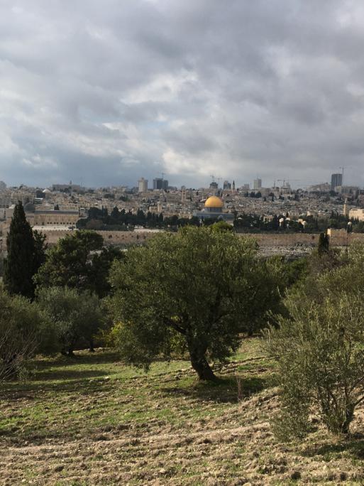 Aus einem Garten mit Olivenbäumen reicht der Blick weit über die Dächer der Stadt Jerusalem. In der Mitte ist die goldene Kuppel des Felsendoms zu sehen.